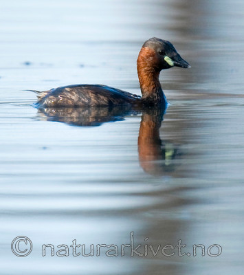 BB 09 0116 / Tachybaptus ruficollis / Dvergdykker